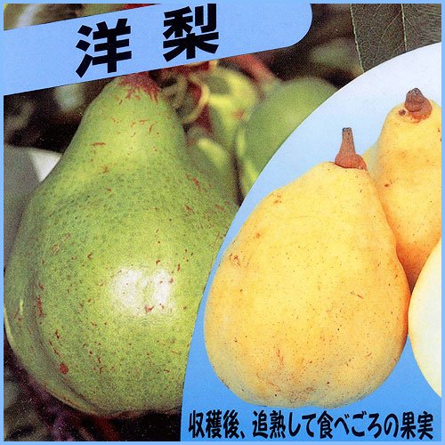 Amazon | 北山ナーセリー洋梨(洋ナシ)苗木 ル・レクチェ 接木 Amazon | 北山ナーセリー洋梨(洋ナシ)苗木 ル・レクチェ 接木