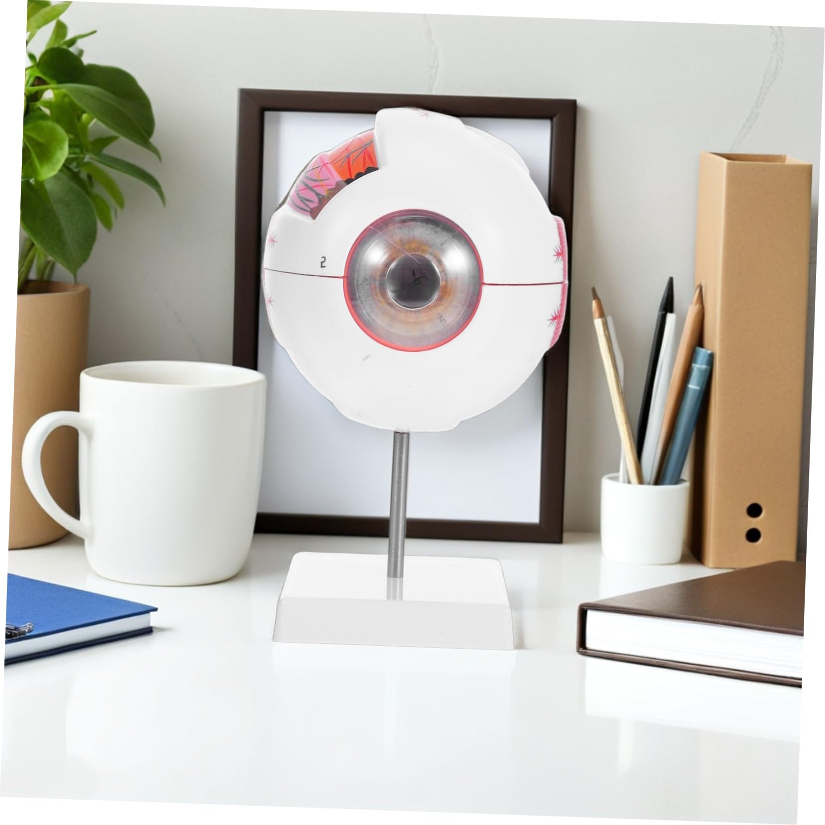 PRETYZOOM Modelo de Ojo Médico Numerado y Desmontable Estructura Anatómica Realista Material Didáctico para Laboratorios de Ciencias y Enseñanza Médica