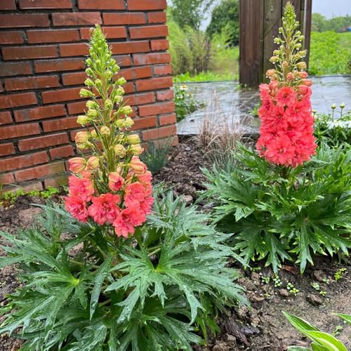 Semillas resistentes de la delphinium silvestres, balcón, cortadas de delphinium de perennes resistentes 250pcs