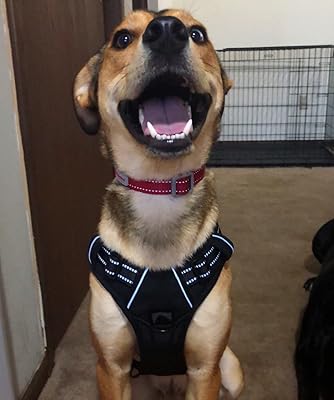 dog hates harness