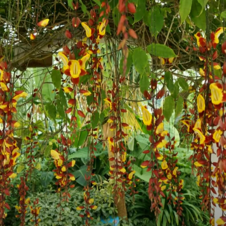 Hanging Indian Clock Vine Flowers, Thunbergia mysorensis, Red, Living Wall Plant for Indoor/Outdoor Home Decoration - Elevate Your Garden with the Exotic Beauty of Lady Shoe Plant from Wynorg! (B0CZZXXS1Q) Amazon Price History, Amazon Price Tracker