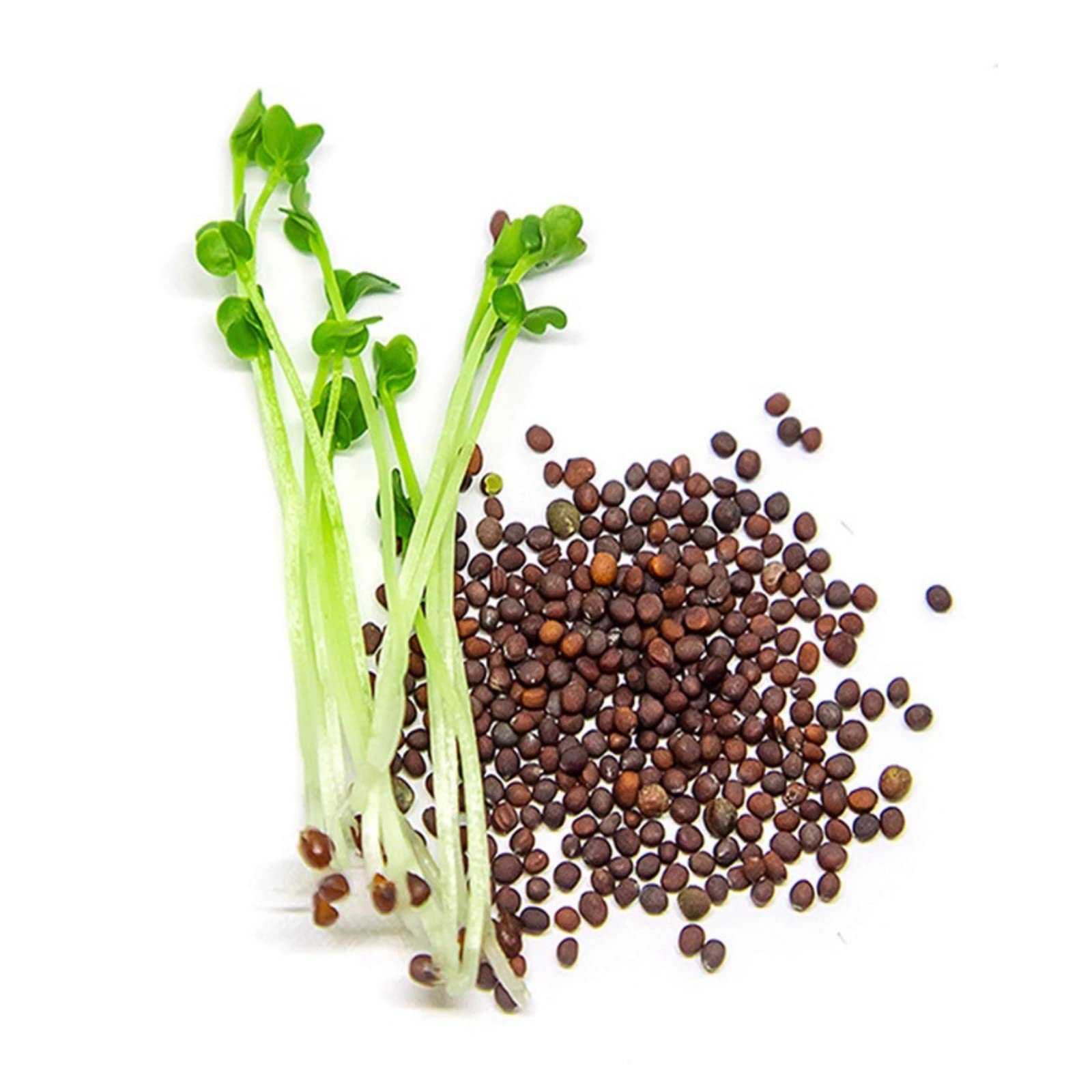 Semillas Bio para germinar brotes y micro green Bueno Bonito Biológico - 80G RÚCULA - Semillas para brotes y germinados BIO - Cultiva germinados frescos para comer