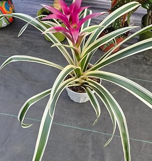 Live Bromeliad Guzmania Plant with Pink Flower, White Striped Leaves, In...