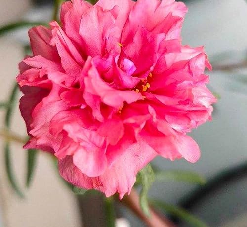 Miniatura 4 de 200 semillas de rosa de musgo doble Portulaca Grandiflora Semillas Mix Color Easy Flower Seeds