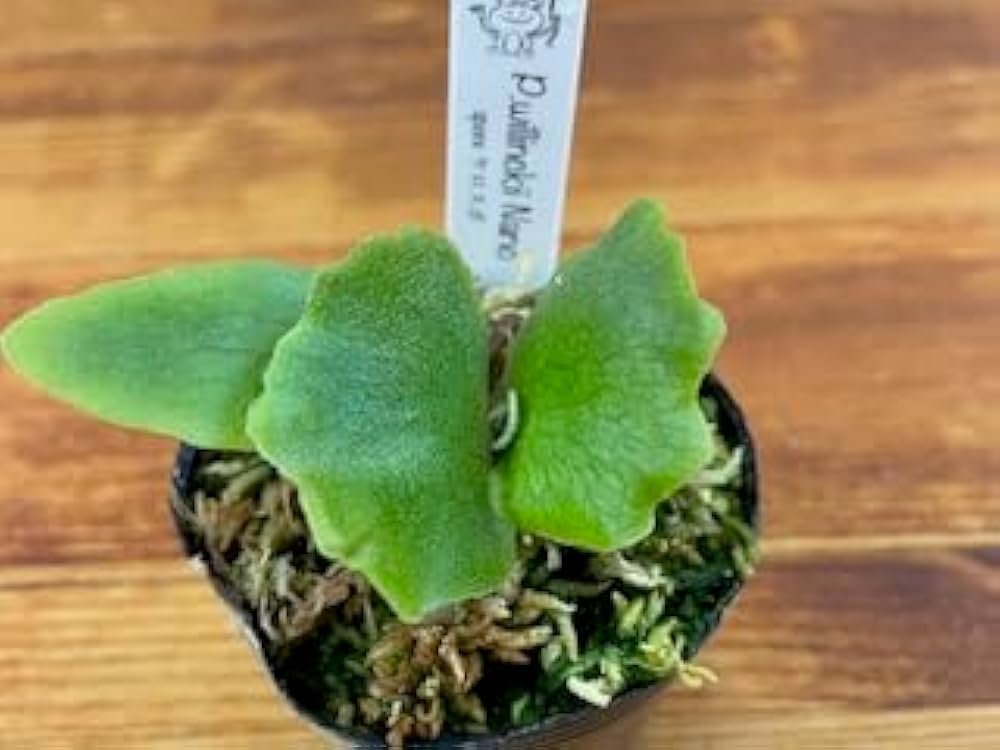 つ*ー様 ビカクシダ　ウィリンキー　ナノ　スポア　ドワーフ Amazon.co.jp: frog_yamato【willinckii Nano】ウィリンキー