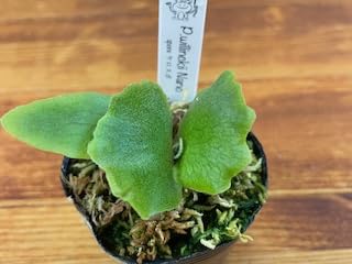 つ*ー様 ビカクシダ　ウィリンキー　ナノ　スポア　ドワーフ P.willinckii Nano spore〟 スーパードワーフと呼ばれる中でも