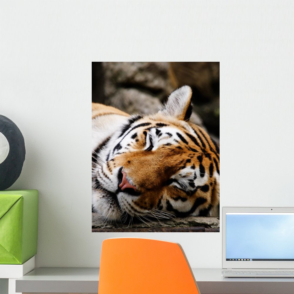 Amazon.com: Wallmonkeys Sleeping Tiger Wall Mural Peel and Stick