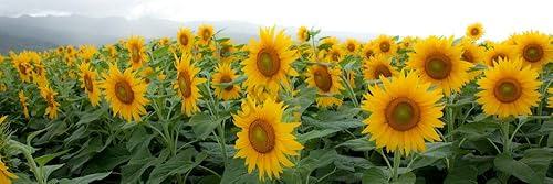Semillas de girasol gigantes amarillas para plantar, 20 semillas de este girasol gigante, enormes flores de 2 pies de ancho, un verdadero gigante