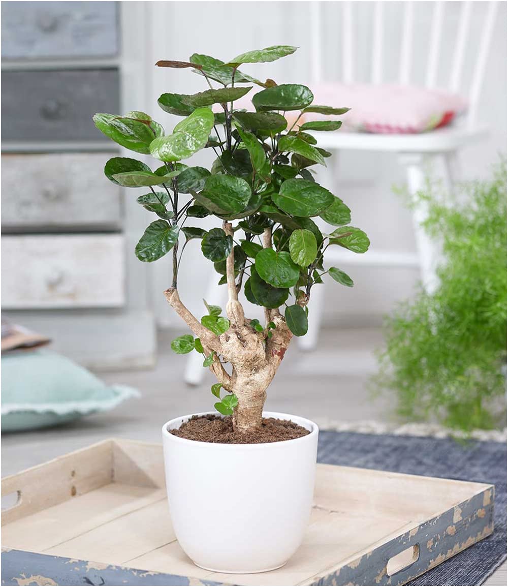 calathea nega Pin Stripe Calathea - Live Plant in a 6 Inch Pot - Calathea Ornata main image 1