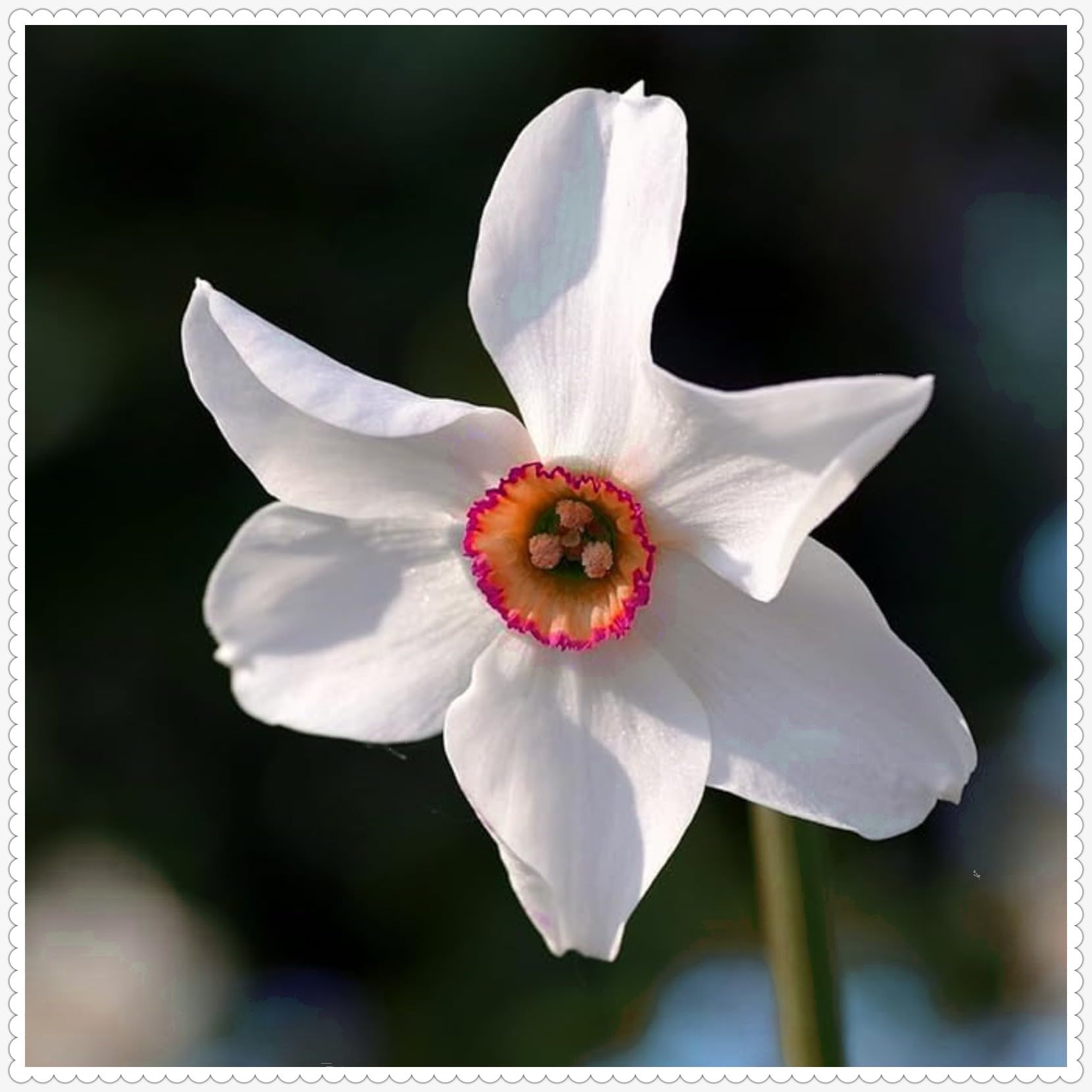 Gorgeous Daffodil Bulbs Mix for Planting Now UK/Home Decoration/Natural Organic/Strong Plants That Grow Well/Perennials,Fragrant,Greening Flower/Landscape Design Plants.-4bulbs-F