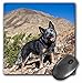 Price comparison product image 3dRose mp_88799_1 8 x 8-Inch Australian Cattle Dog - Us05 Zmu0118 - Zandria Muench Beraldo Mouse Pad