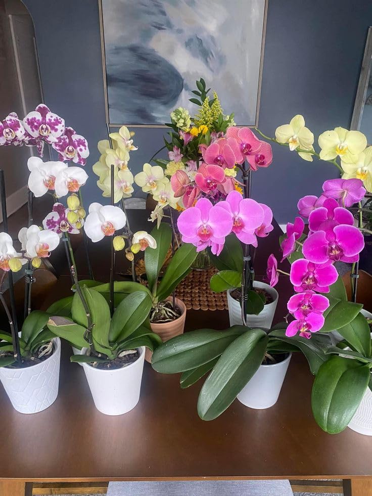 Orchid Live Plants Mixed Colour Decorative Flower Combo Set (pack of 5 without pot)-image-12