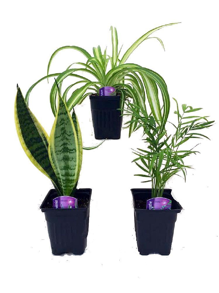 Hirt%27s Gardens HirtS House Plant Collection Parlor Palm Spider Plant ...