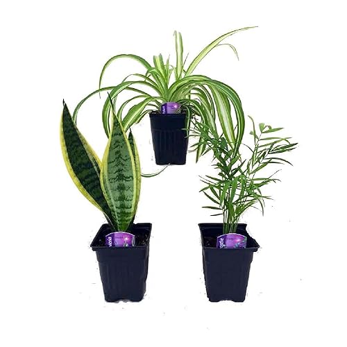 Hirt�s Gardens House Plants