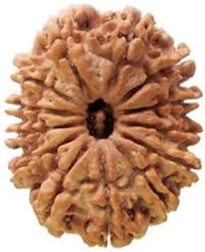 SHIVOHAM Original 12 Mukhi Rudraksha Lab Certified Origin - Nepal/Good Shape & Matured Bead 20-22mm Size