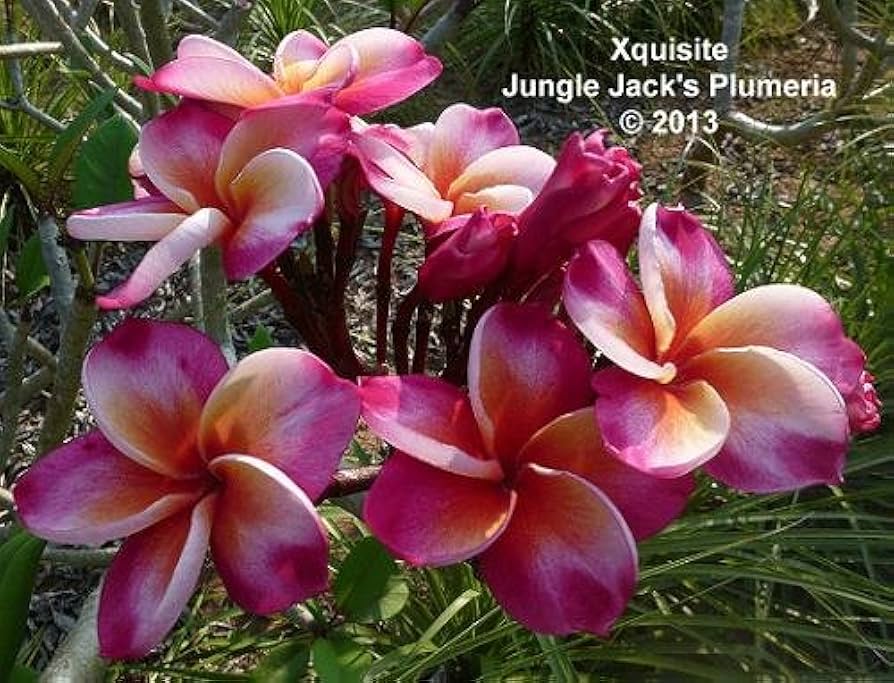 プルメリア出品 61c6RFvuvCL._UF894,1000_QL80_.jpg