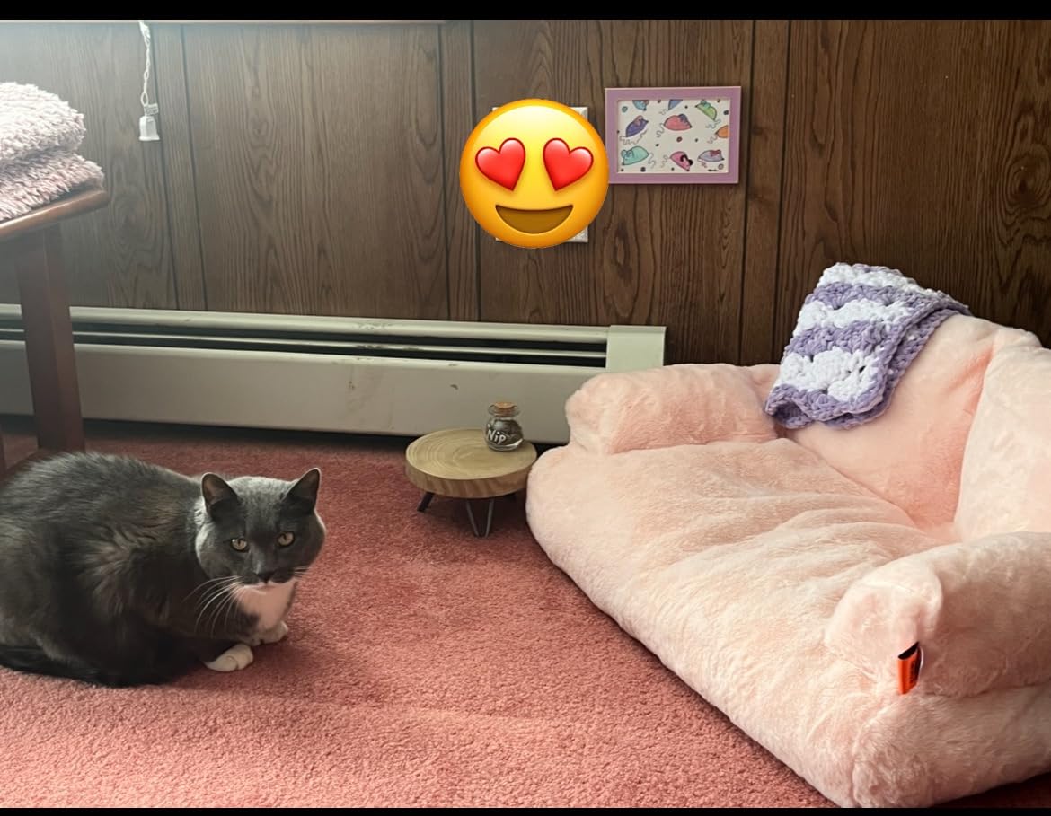 MEWOOFUN Cat Bed for Indoor Cats, Washable Dog Beds for Small Dogs & Cats with Removable Cover, Fluffy Cat Couch with Non-Slip Bottom (Grey, 26.0" L X 19.0" W X 13.0" Th) photo review