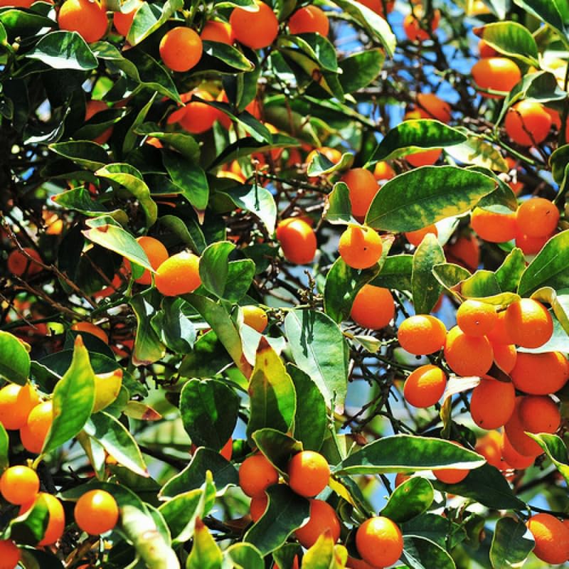 Nagami Kumquat Tree Live Plant, Grafted Kumquat Tree Live, Live Kumquat Plant, 2 Feet Tall, Potted, No Shipping to CA