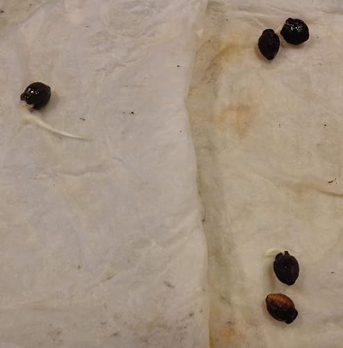 Miniatura 3 de 1095A-Four O'Clock 'Marbles Jalapa' Mix (Mirabilis Jalapa) Semillas de Robsrareandgiantseeds UPC0764425786856 Sin OMG, Folklore, USA-Grower,1095-A