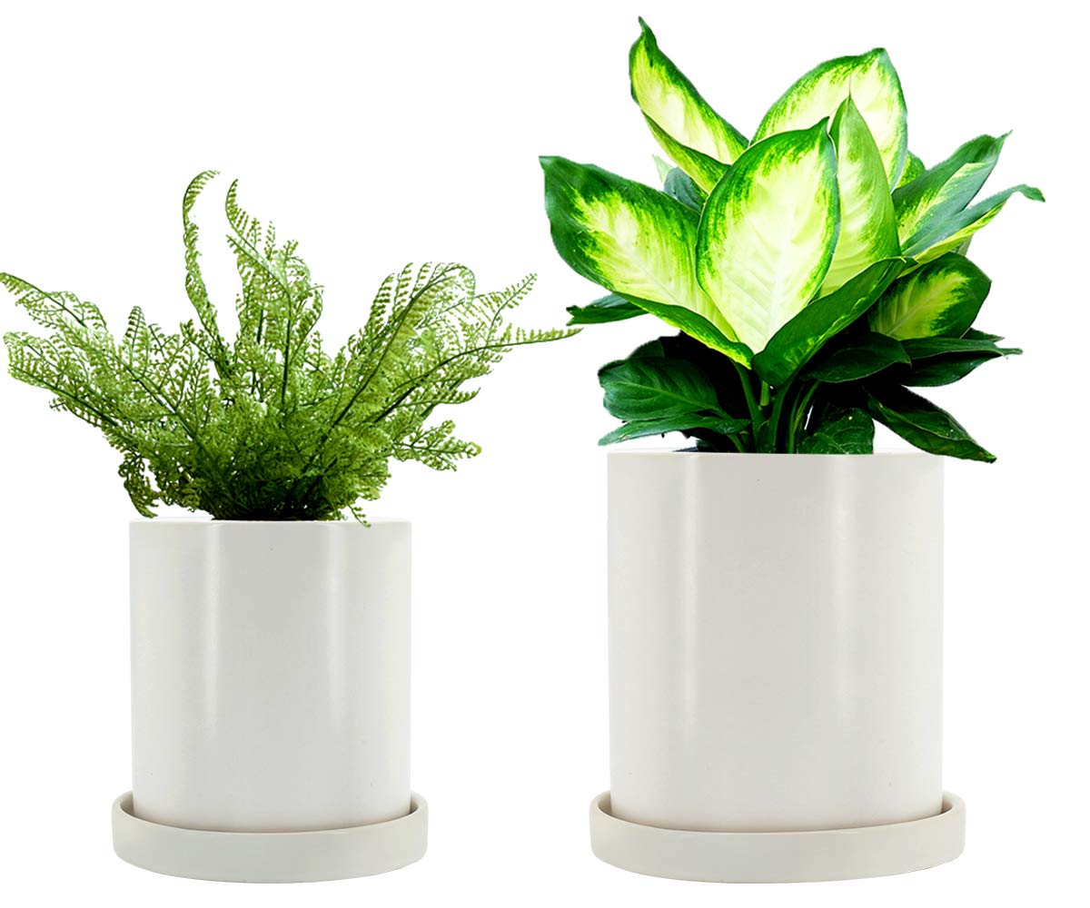 Buy GeLive Plant Pots, Matte White Ceramic Succulent Planters, Cylinder