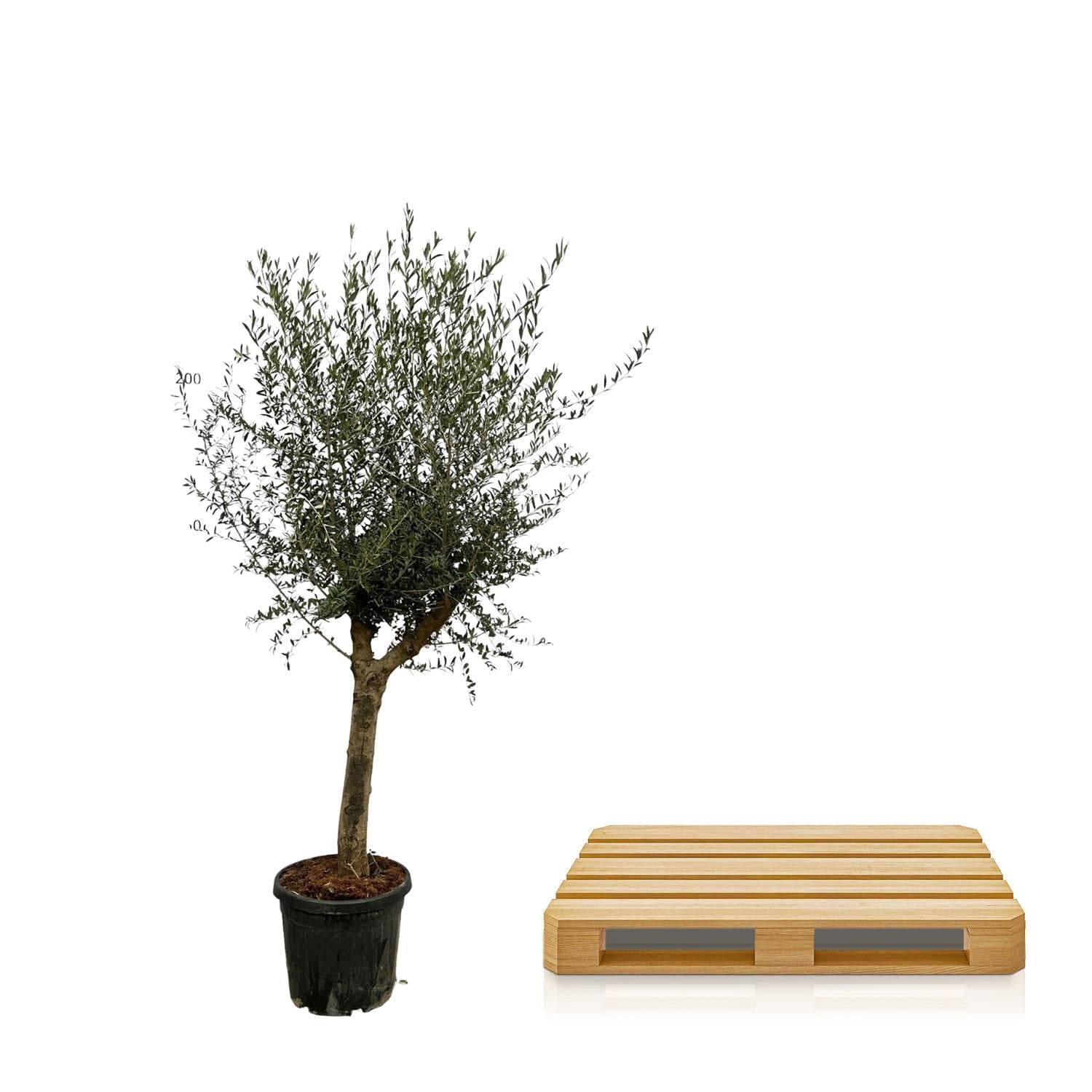 Drzewo oliwne Olea Lorc – ok. 200 cm wysokości – Ø 45 cm – śródziemnomorska roślina pokojowa i ogrodowa – wiecznie zielona i łatwa w pielęgnacji – do słonecznych miejsc