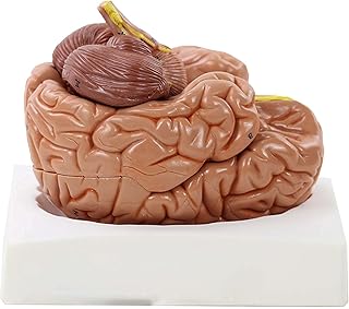Human Body Split 8 Parts 1:1 Brain Assembly， Cerebral Artery Anatomy， Human Brain Model， Medical Teaching Anatomy Human Body Brain， Educational Model，Multicoloureduseful SaiFei