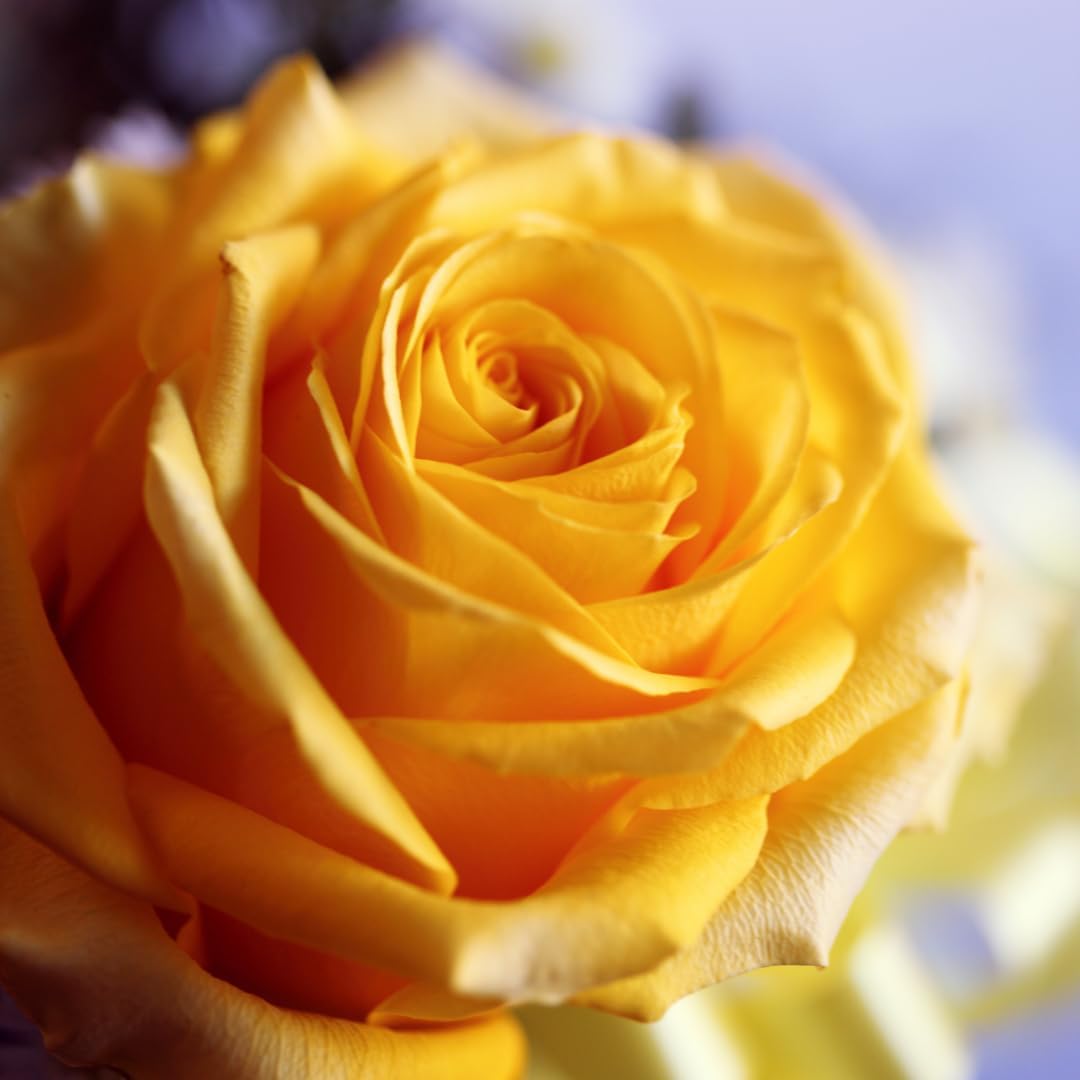 Air max 95 barely rose Clearance