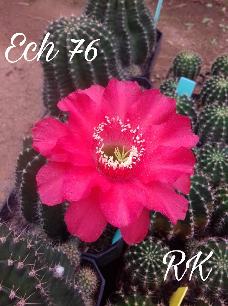 Cactus Echinopsis Onenge live cactus plant Amazon.in Garden & Outdoors