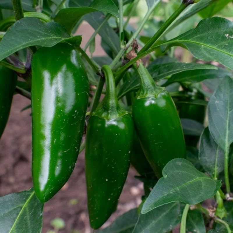 Hybrid Teekha Mirchi/Chilli Seeds for all season | 111 seeds per pack (B0D91PN5S8) Amazon Price History, Amazon Price Tracker