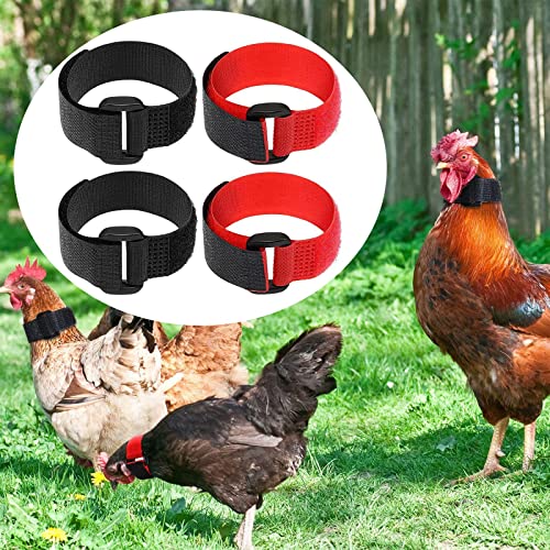 Coleira de de Galinha 4x para Aves Perturbando Vizinhos para