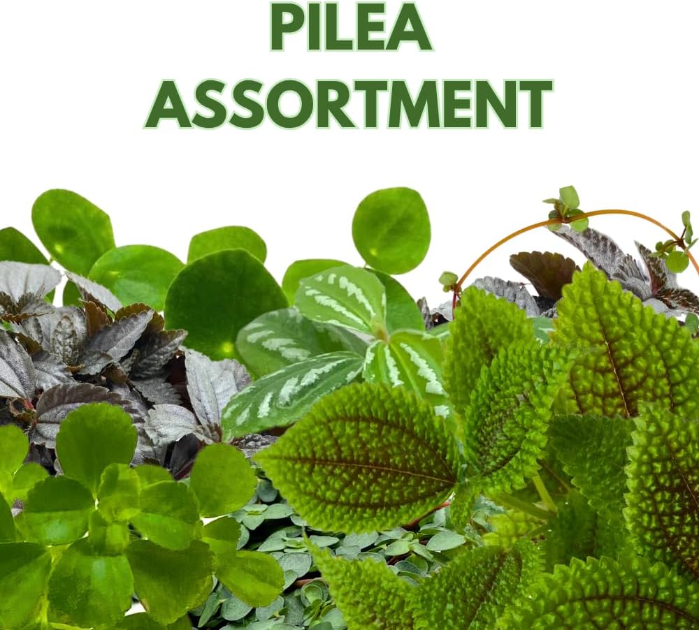 BubbleBlooms Pilea Assortment 4 inch Pots Set of 3