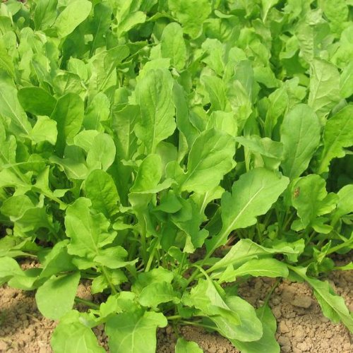 graines de ROQUETTE - Eruca Sativa - 3 grammes