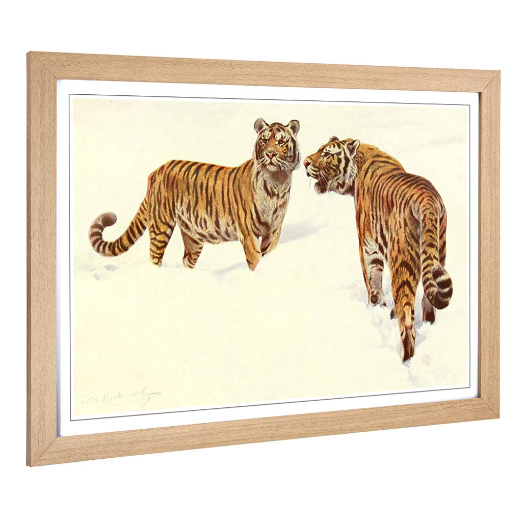 Big Box Art Framed Print of Vintage W Kuhnert Siberian Tiger Design | Wall Art Picture | Home Decor for Kitchen, Living Room, Bedroom, Hallway, Oak, A2 / 24.5x18 Inch / 62x45cm