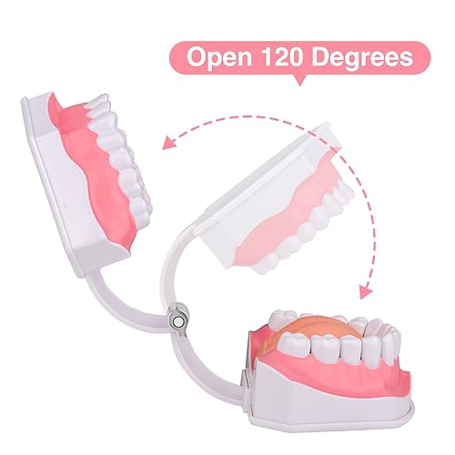 Miniatura 6 de Ultrassist Modelo de dientes dentales sin lengua, modelo ideal de boca, práctica de cepillado de hilo dental para la educación de los niños, incluye