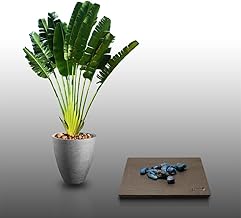 10 seeds to sow - The Loft of Plenty - TRAVELER'S TREE - Ravenala Madagascariensis