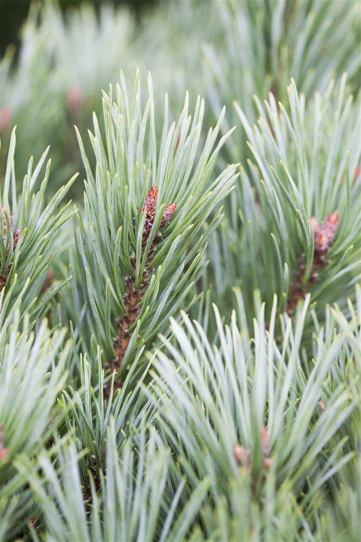 Waldkiefer Pinus sylvestris Martham 40-50 cm Bonsai winterhart