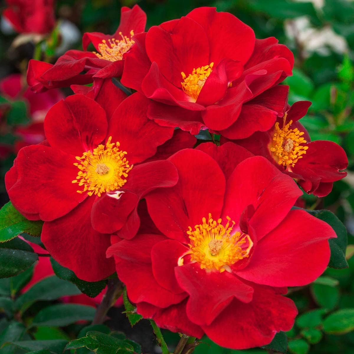 BRECK'S - Top Gun Dormant Bare Root Shrub Rose, Includes one Plant per Order