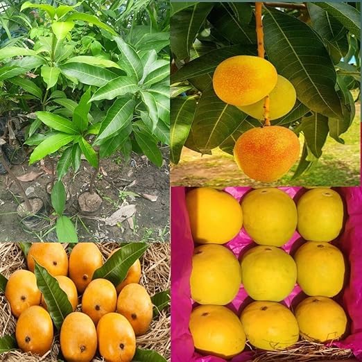 Greenursery Alphonso Mango Fruit Plant (ratnagiri) Grafted 1 Healthy Plant Live with Black Plastic Pot (B0CRH99L27) Amazon Price History, Amazon Price Tracker