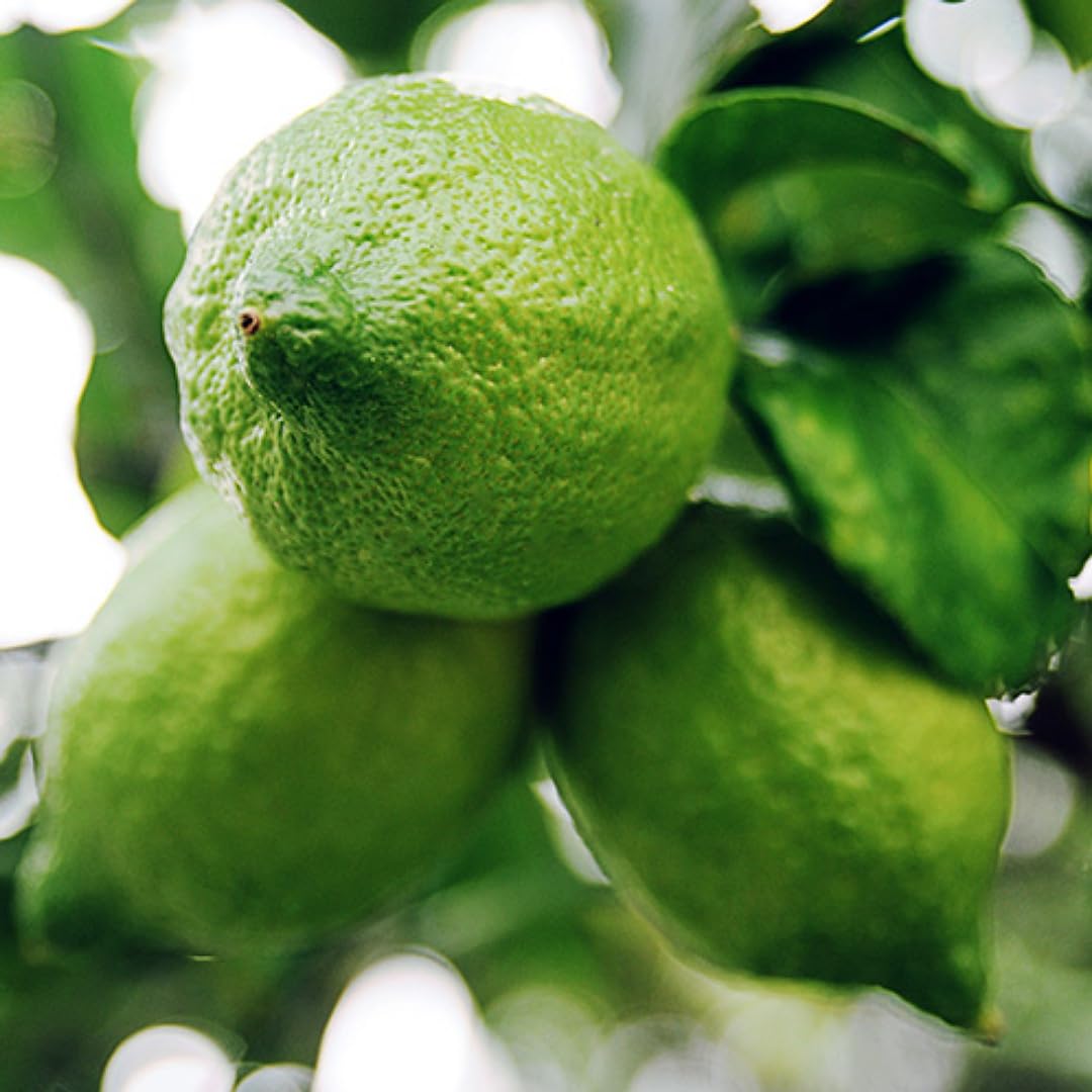 See full amazon price history chart for SANJU "Kolkata pati lebu/lemon plant " Grafted hybrid fruit plant - 1 Healthy Live lemon Fruit Plant 1.5-2 Ft Height in Nursery Grow Bag for Home Garden SANJU "Kolkata pati lebu/lemon plant " Grafted hybrid fruit plant - 1 Healthy Live lemon Fruit Plant 1.5-2 Ft Height in Nursery Grow Bag for Home Garden (B0CBYWK8RJ) Amazon Price History, Amazon Price Tracker