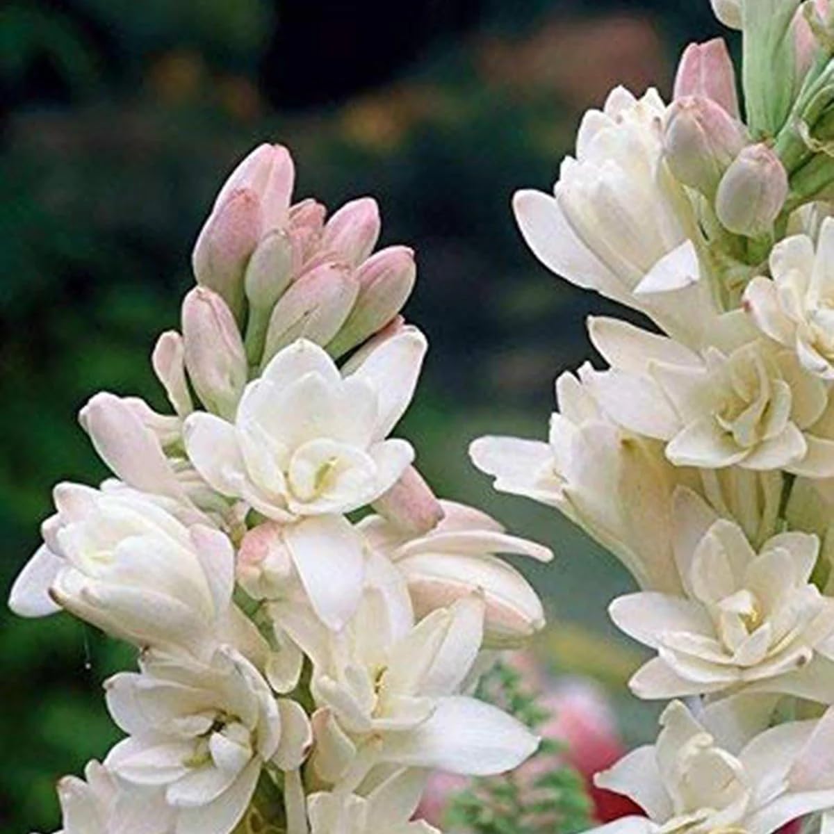 Double Petal Tuberose Rajnigandha Bulb Plants, Fragrant White Flowers, Pack of 10-image-27