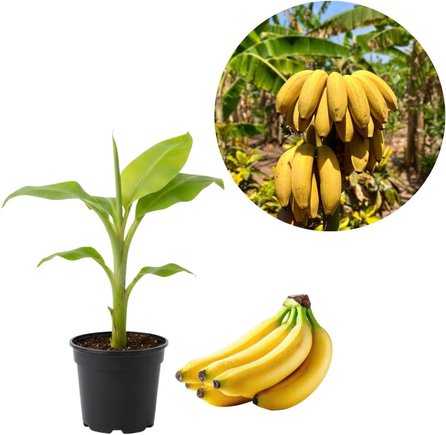 Grand Nain Banana Tree Live Plant, Banana Fruit Plant Well Rooted, 5 to 7 Inch Tall, No Pot