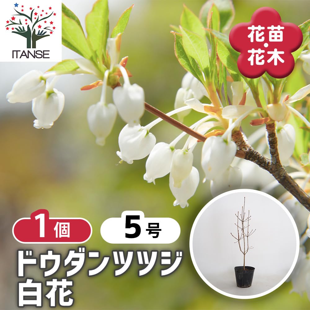 Amazon.co.jp: ITANSE ドウダンツツジ 白花 5号 1個売り 花木苗