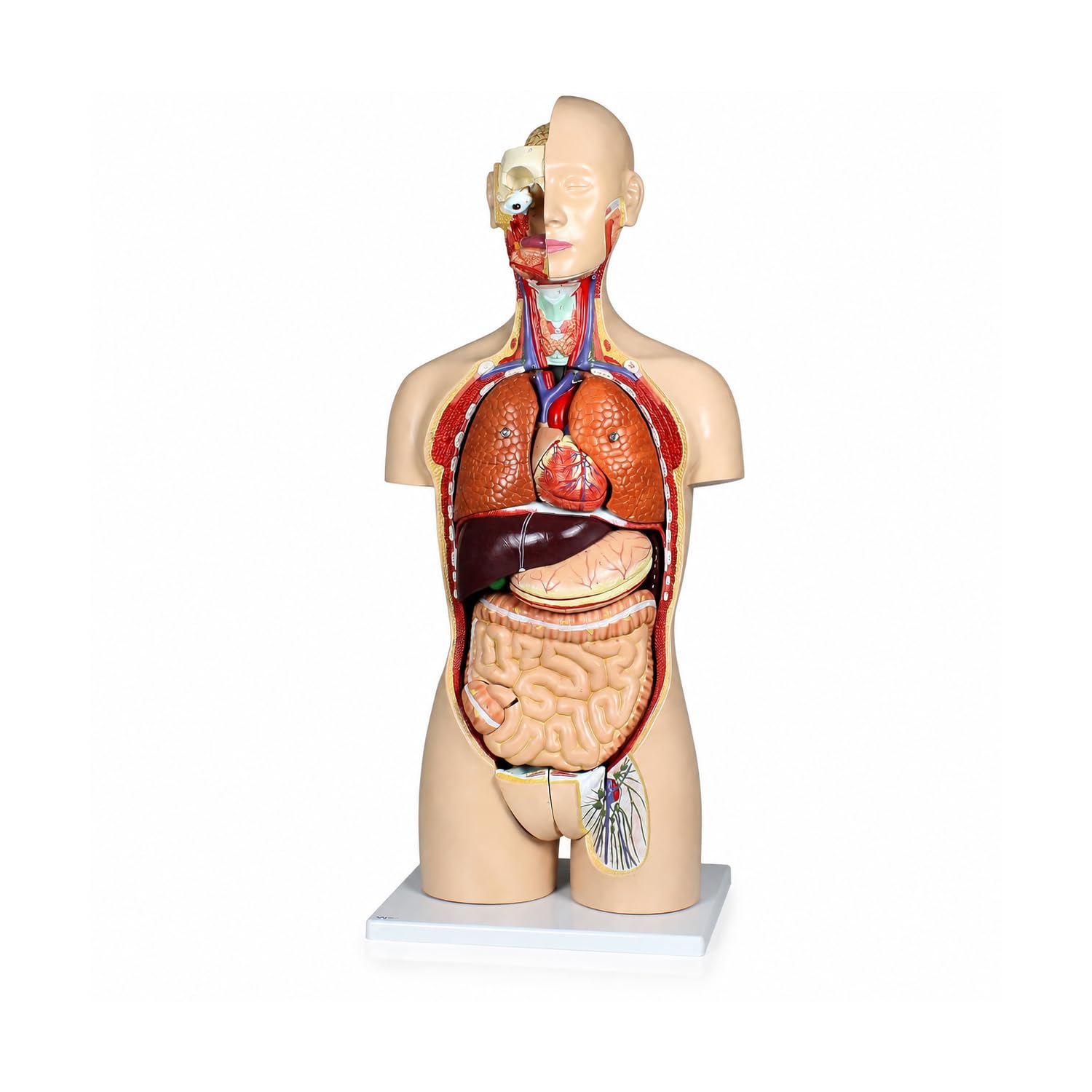 Vision Scientific VAT108-N-DC Life-Size Dual-Sex Human Torso Anatomy Model, 27 Removable Parts, Interchangeable Male/Female Systems, Open Back, Numbered Key &amp; Manual, Zip Dust Cover — Medical &amp; Nursing