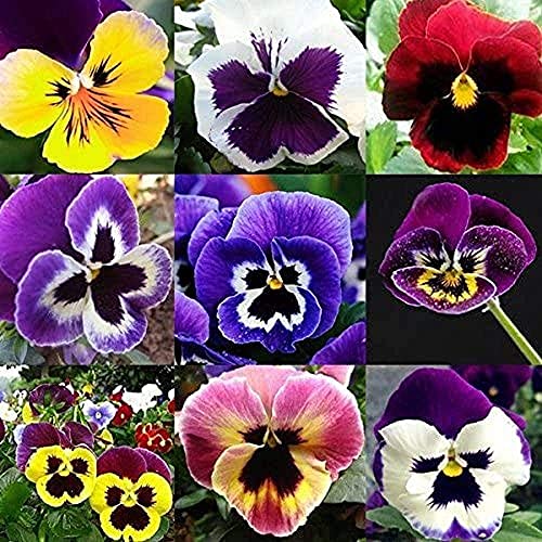 200 pièces Mélanger les graines de fleurs de pensée Annual Perenial Viola Tricolor Fleurs Jardinage Graine pour Planter En Plein Air Maison Jardin Décorer