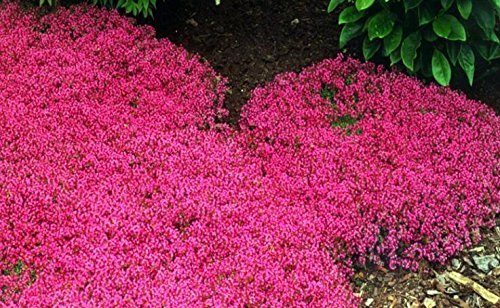 200 tomillo rastrero Semillas Semillas de Flor del Berro de Roca Cubierta de Tierra Semillas Caet Perennifolio fácil de Cultivar para el jardín de césped Rojo Cover
