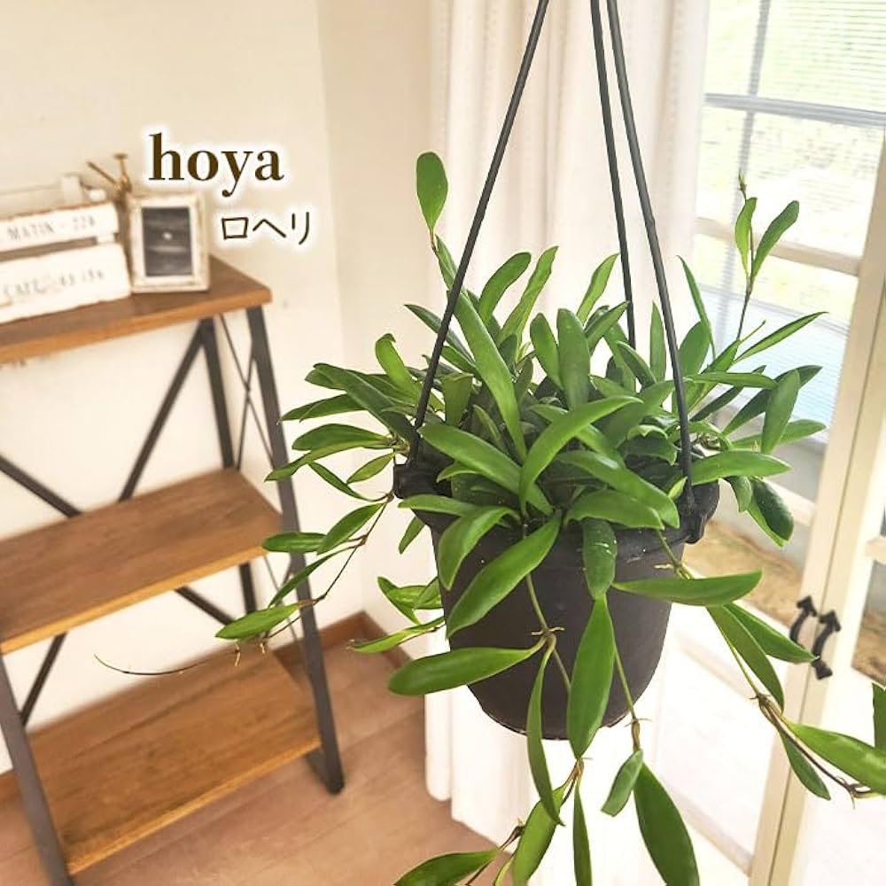 Amazon｜観葉植物 ホヤ ロヘリ 4号 吊り鉢 吊り下げ ハンギング