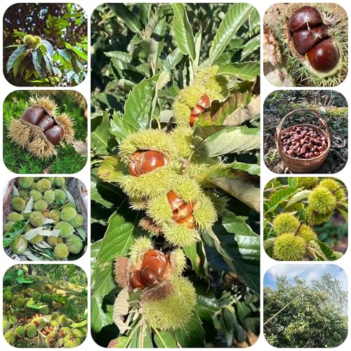 semillas de castaño dulce - plantas resistentes castaña macetas planta de castaño dulce plantas de balcon nueces de castaño dulce plantas de jardin resistentes semillas de jardin 60pcs