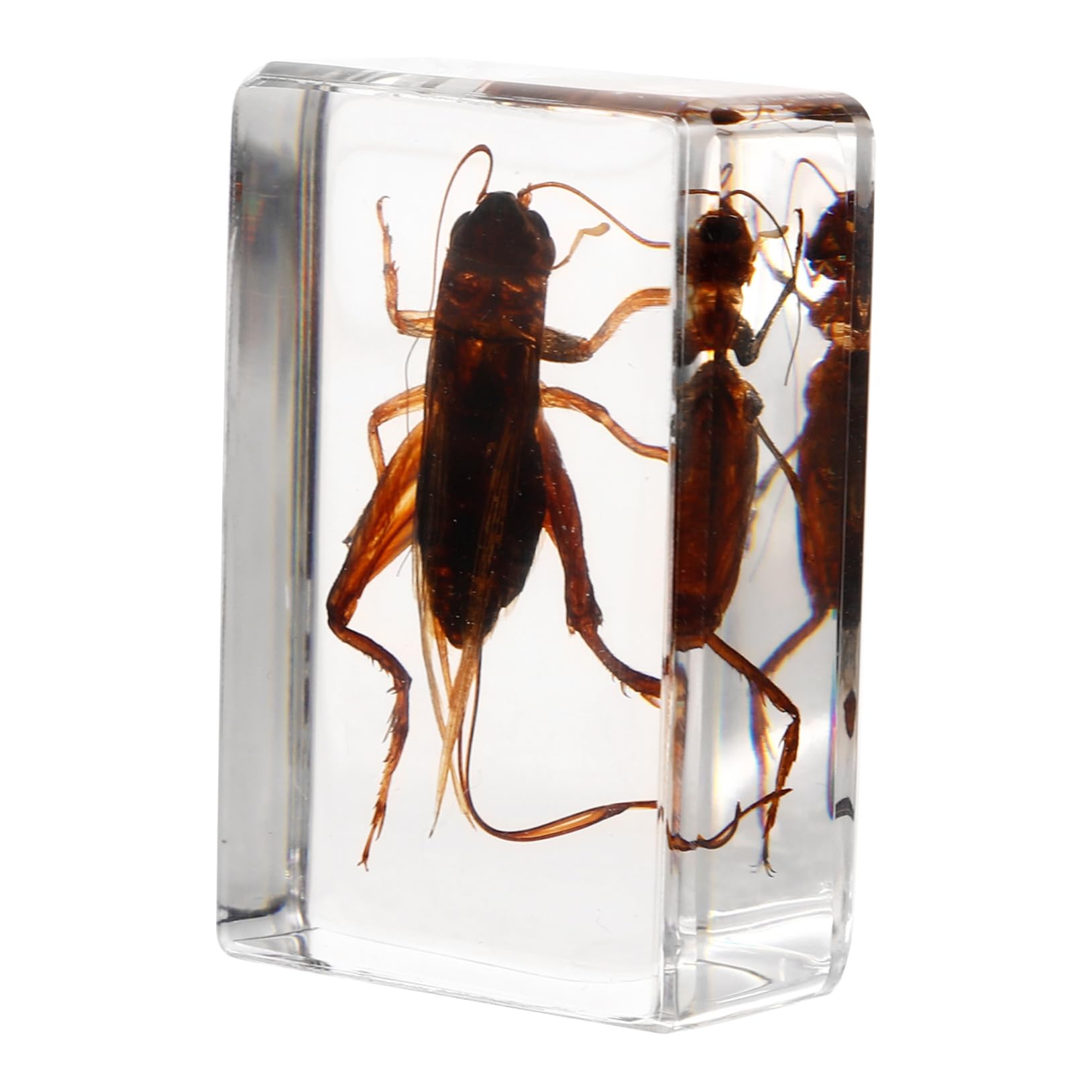 オバケコロギス樹脂標本 オバケコロギス オバケコオロギ 樹脂標本 - メルカリ