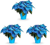 Vista 7 de Fresco 100 Semillas de Poinsettia Azul Cielo Estrella de Navidad Estrella de Navidad Semillas Perenne Vistoso Arbusto Exótico Acento Semilla