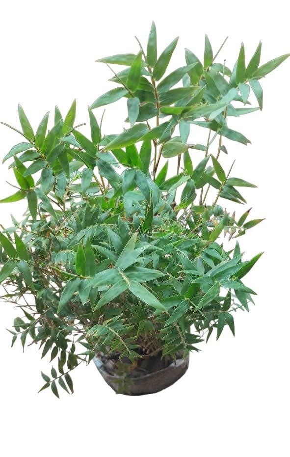 Mini Bamboo Live Plant upto 2ft Height Air Purifying Good Luck Chinese Mini Bamboo Plant For Decoration Pack of 1 (B0CWB7793X) Amazon Price History, Amazon Price Tracker
